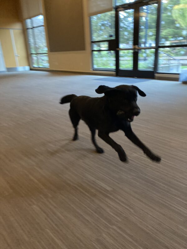 Joel is running and playing in a large, carpeted room with a black rubber kong in his mouth.