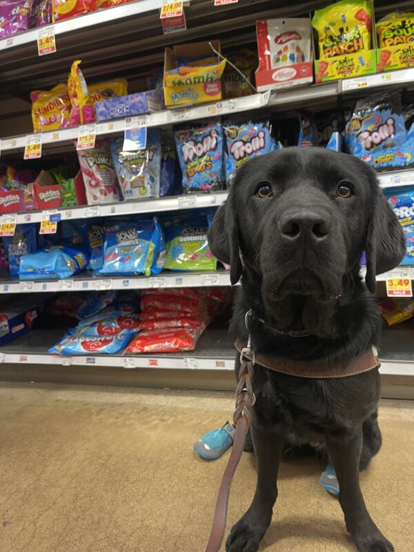 Kestrel sits in harness in the candy aisle of a grocery store. There’s a wall of candy behind her. She is wearing blue booties.