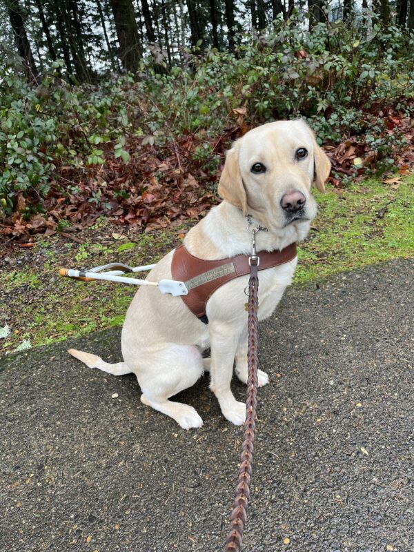 <p>Yellow lab Pretoria sits in her harness on a sidewalk surrounded by lush greenery.</p>