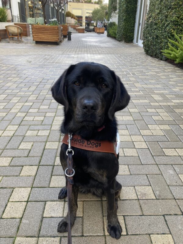 Genie is sitting in harness on a tiled walkway in the middle of a large outdoor shopping area.