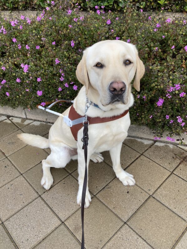 Tiago is sitting in harness in front of some green bushes with small pink flowers.
