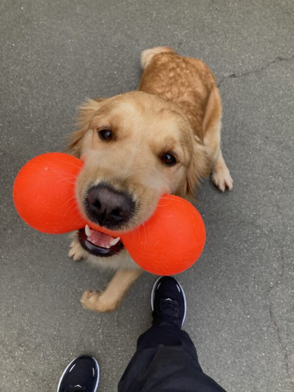 Optimist is holding an orange barbell toy in community run looking up at the camera