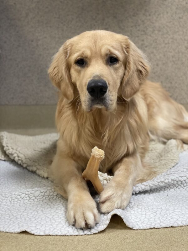<p>Finland lies on fleece rugs with a Nylabone between his paws. He is looking directly at the camera.</p>