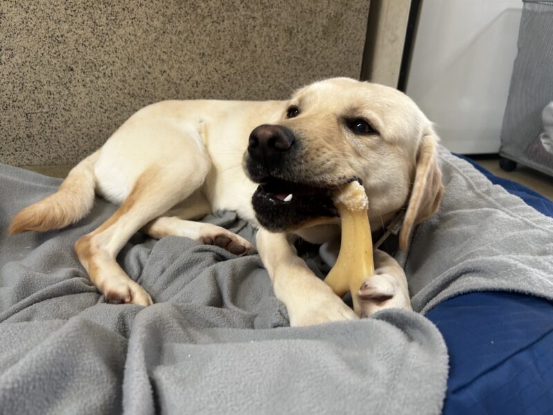 Jamaica laying on a comfy bed while chewing on a favorite bone.