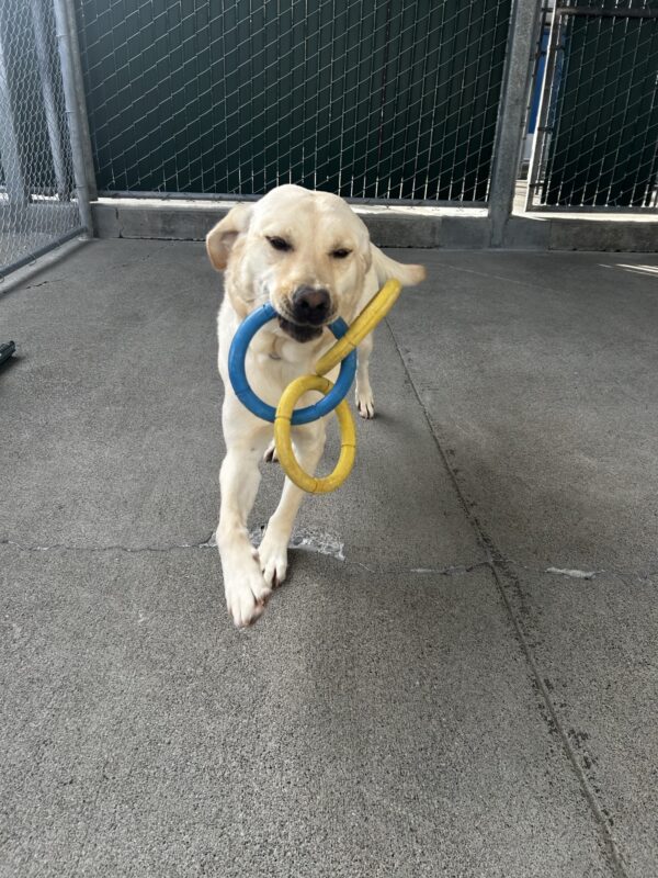 Jamaica running towards the camera as she happily carries a three ring toy in her mouth!