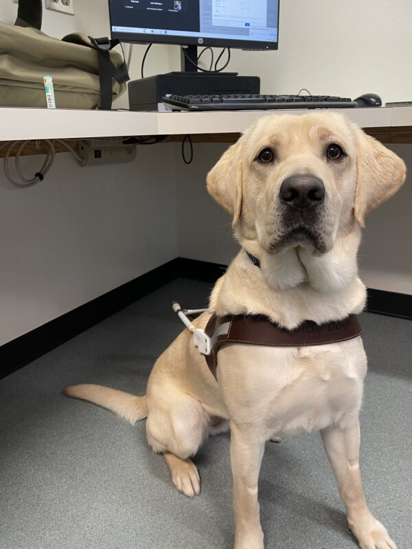 Yellow lab Kinley sits in harness looking seriously at the camera; behind her is a desk with a computer showing a Zoom meeting.