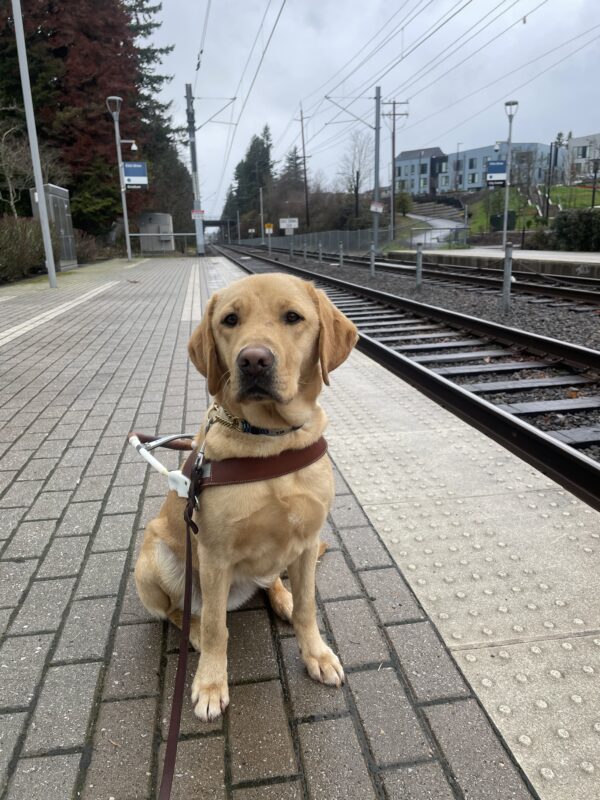 Tiny yellow Lab Bea sits in harness on a train platform, looking at the camera