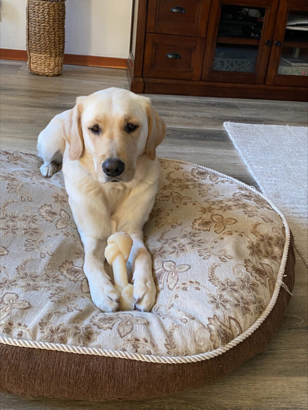 Mara is lying on a big, comfy dog bed with a Nylabone resting between her paws.