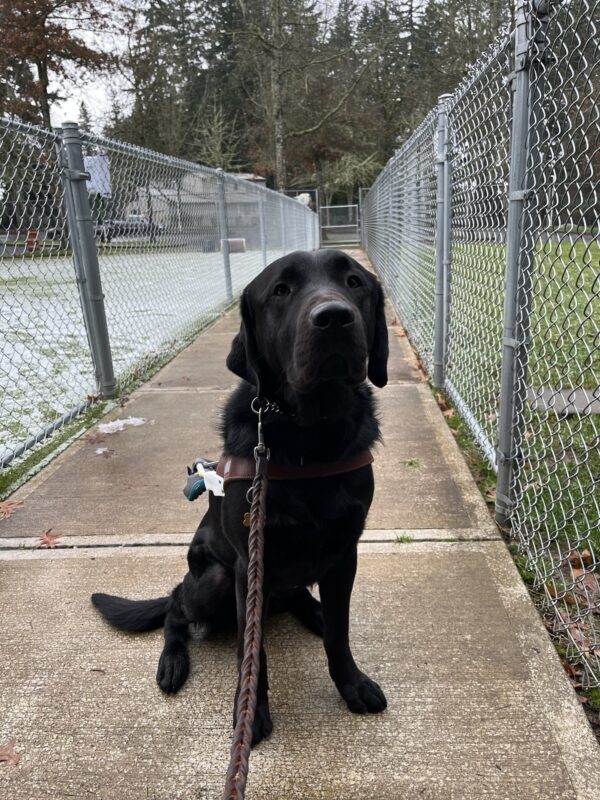 Komodo is sitting on a sidewalk in harness between two fences with grass on one side and a light dusting of snow in the other.