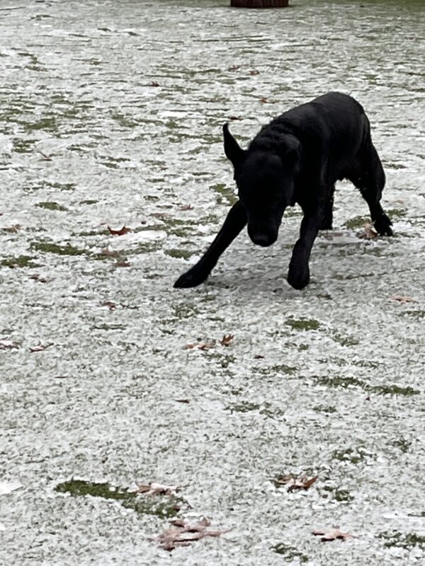 Komodo (a black Labrador, male) romping with ears flying in the play area that has a light dusting of snow.