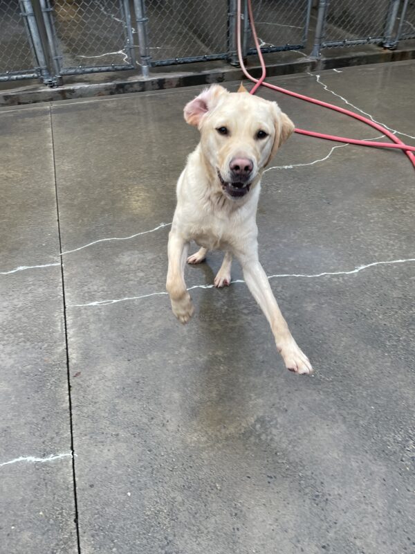 Eldon playing in community run on the Oregon campus. He is jumping as he runs towards the camera, with both front feet in the air, his mouth open and his right ear flipped inside out.