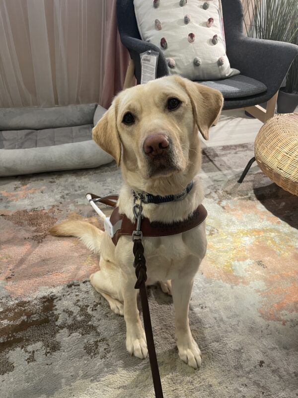 Harlem sitting in a living room display in IKEA. She is wearing a guide dog harness and looking up at the camera with her head tilted. She is sitting on a pastel multicolored rug and there is various pastel colored furniture and decor in the background.