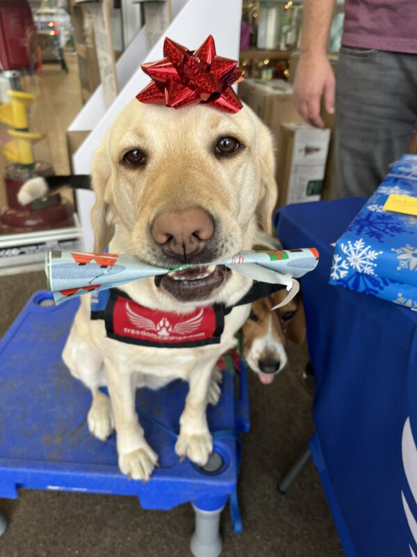 Yellow Lab Gabby attends a gift-wrapping event and wears a red service dog vest and a red bow on her head while holding wrapping paper and standing on a blue pedestal. Her trainer and a beagle are in the background.