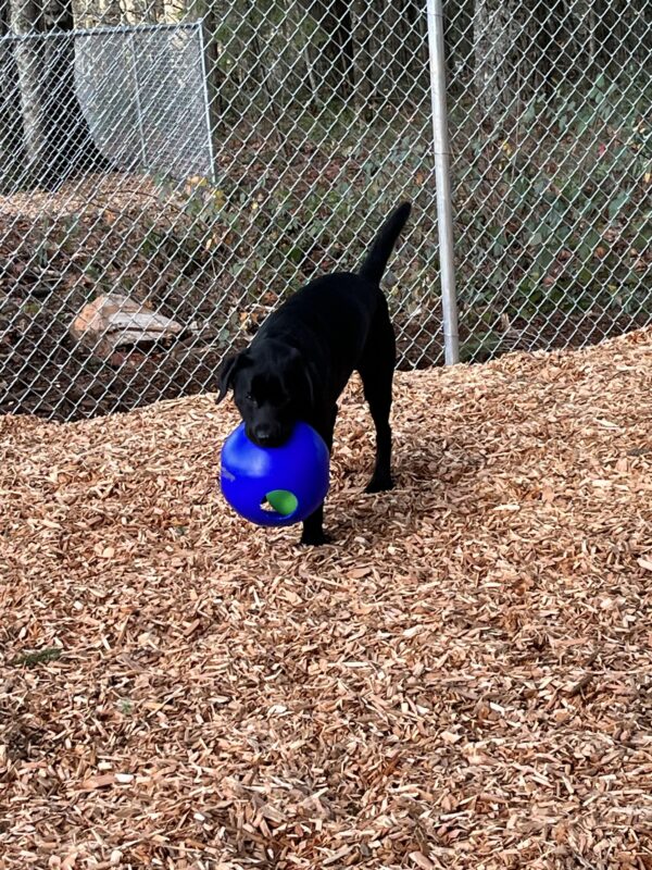 <p>A black Labrador, Wyatt is in a fenced play yard with bark dust on the ground. He is holding a large, blue, Jolly Ball as he trots toward the person holding the camera.</p>