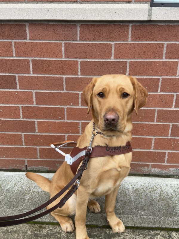 Yellow Labrador Gaelic sits in front of a red brick wall in her guide dog harness. Her ears are perked up as she focus on her handler taking the picture.