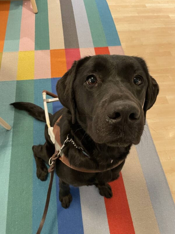 Delray sits in a living room display in an IKEA store. She is wearing a guide dog harness and sitting on a brightly colored rug while looking up at the camera.