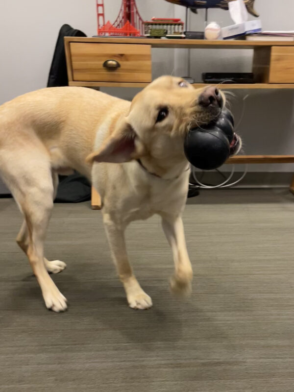 Al, a male yellow labrador, plays with a black Kong toy.  The image is frozen in the middle of a full-body shake.