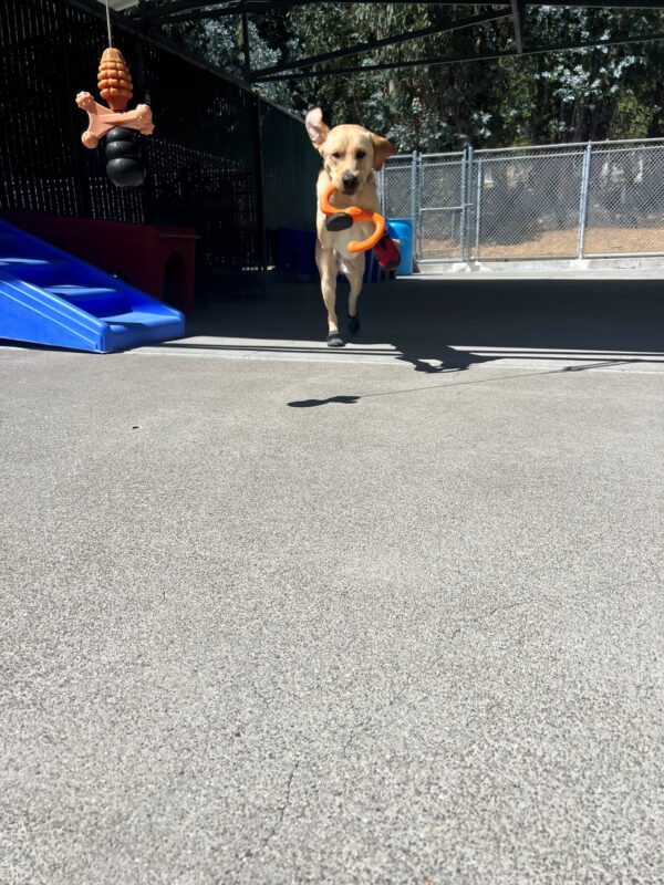 Belvedere is pictured leaping in the air while playing in the community run area located in our kennel complex. He has a large orange toy in his mouth and is wearing red booties on all four of his feet!