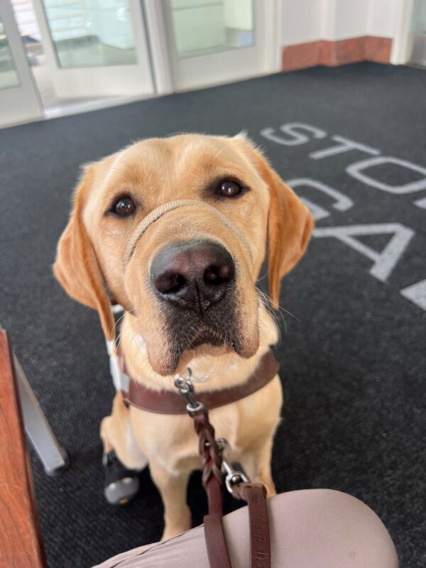 Belvedere is pictured sitting looking up at his handler while located inside an indoor mall after practicing mall/building work. He is wearing booties on his back feet, and a tan gentle leader across his nose.