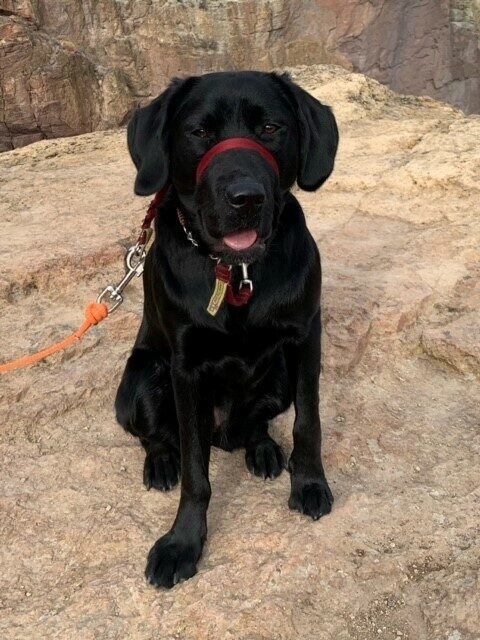Buffy sitting on a brown rock smiling for the camera