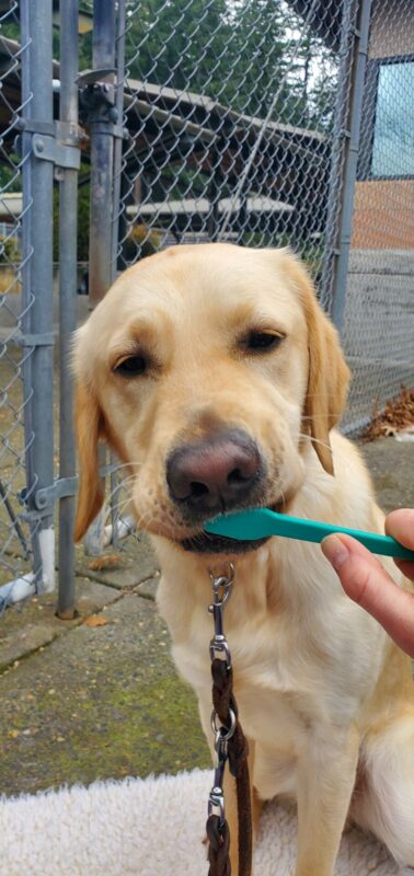 Canyon sits in front of the camera calmly concentrating on brushing his teeth with a teal toothbrush. He is sitting on a cream-colored fleece.