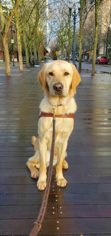 Canyon sits in the middle of a Portland sidewalk and faces the camera. He is wearing his harness. In the background there are two lines of trees following the sidewalk.