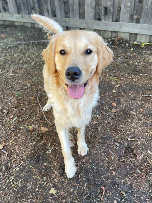 Catalina is pictured standing in one of our play paddocks. She is faced towards the camera, smiling with her tongue out and tail held high.