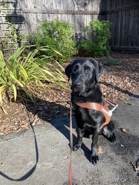 Chance is sitting in his GDB harness. He is on a cement path with plants and mulch behind him.