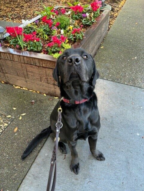 Conrad sits with his nose in the air, looking at the camera. There is a flower box with colorful flowers behind him.