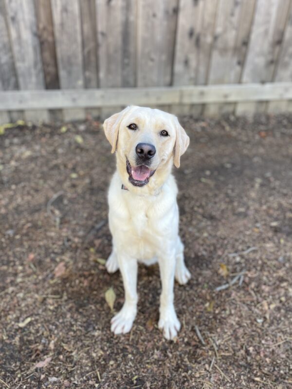 Edison is sitting in front of a wooden fence in a play yard. He is looking at the camera with a slight head tilt; his mouth open and his tongue is out.
