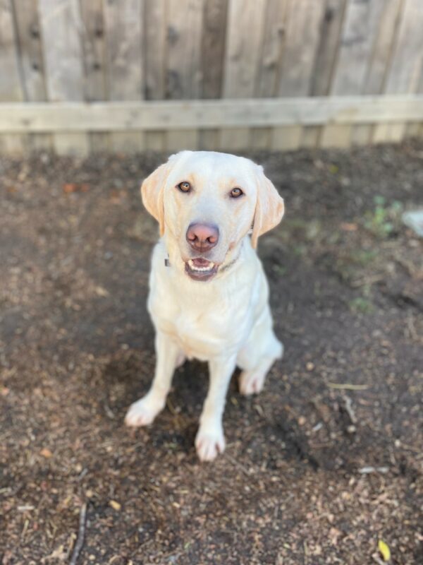 Empress is pictured sitting in one of our play paddocks. She is looking up towards the camera and smiling as the sun shines on her.