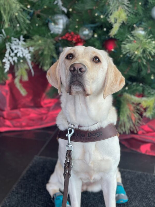 Empress is sitting in harness with 2 teal booties on her back paws. She is looking up at the camera and there is a Christmas tree with red and silver ornaments behind her.