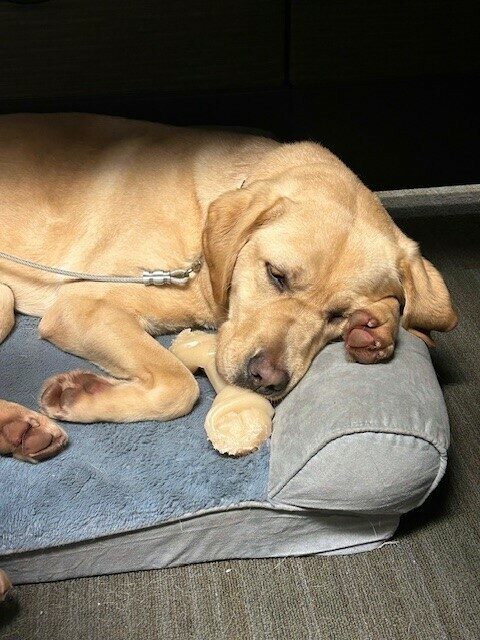 Flora is sleeping on tie-down on a grey bolster bed. Her head is resting on one paw and a Nylabone is underneath her chin.
