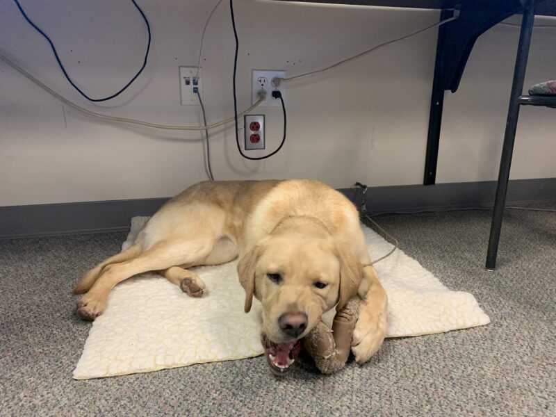Glimmer relaxes on a fleece in an office setting while chewing on a twisted Nylabone.