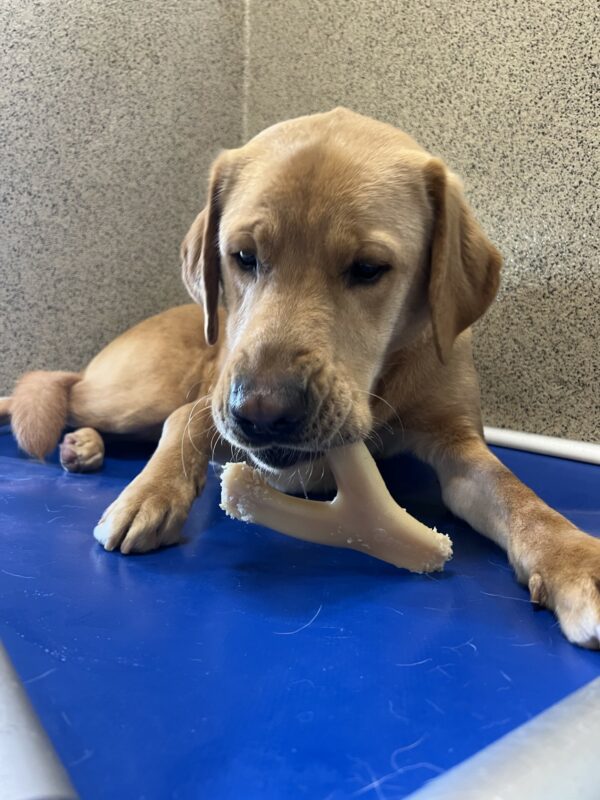 Groot chews on a benebone while laying on a blue dog bed.