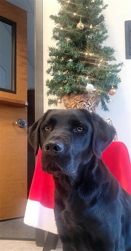 Black Lab Halo in front of a christmas tree