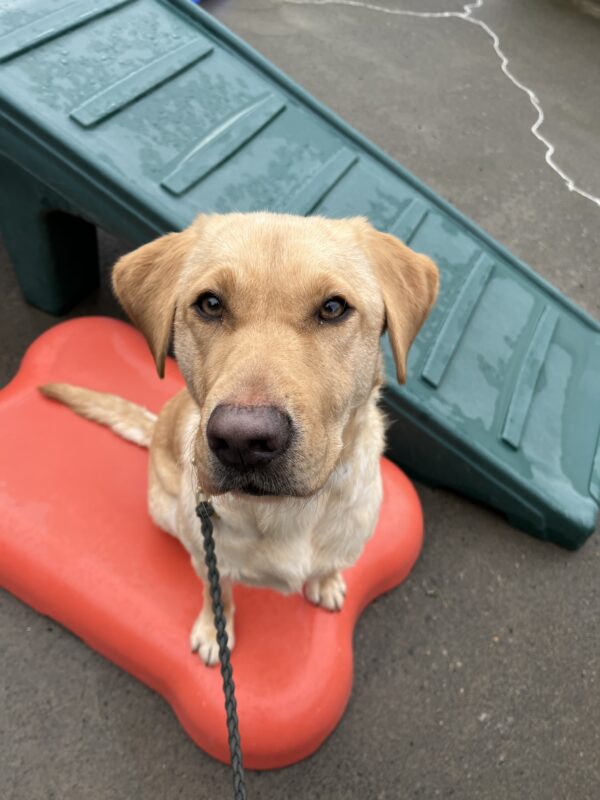 Dominica sits on a bright red piece of play equipment shaped like a dog bone with other play equipment in the background. She is looking up at the camera.