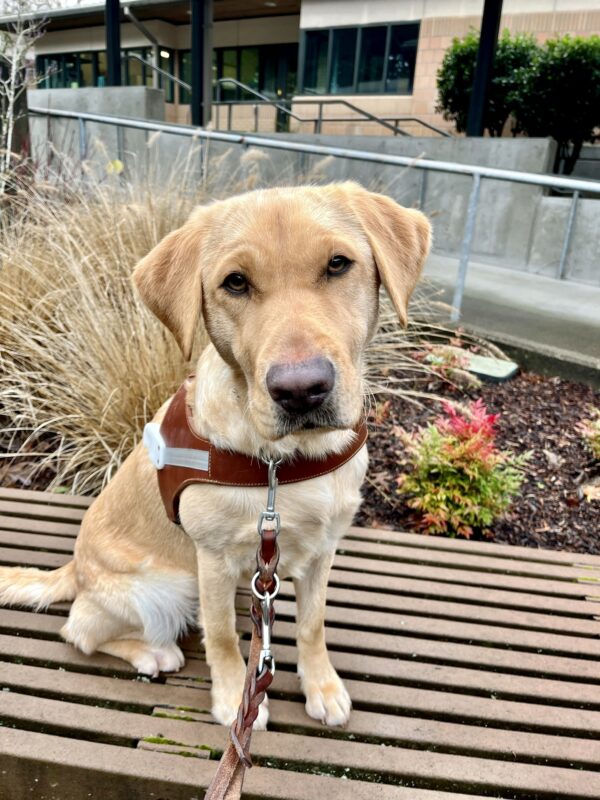 Dominica sits on a bench looking up into the camera, wearing her brown leather harness with an assortment of neutral colored foliage in the background.
