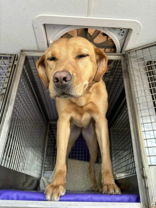 Female yellow lab Dublin stares down with blinky eyes and froo-froo ears from her van crate as she anticipates her next route.