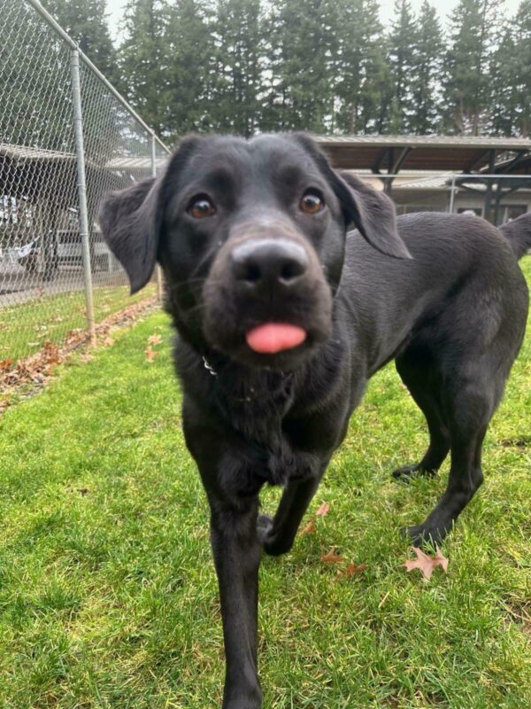 A picture of Sapphire in motion is snapped in a grassy play yard on the Oregon campus. She is in the process of excitedly approaching the camera with her tongue sticking out.