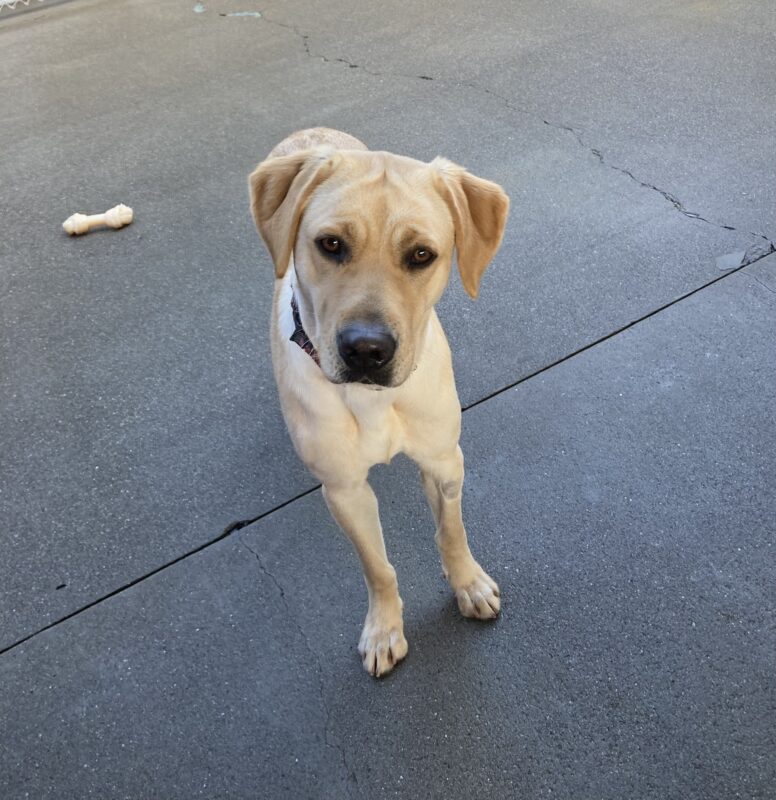 Moonlight stands in an enclosed play area with a nylabone on the ground. Her head is tilted to the side as she gazes at the camera.