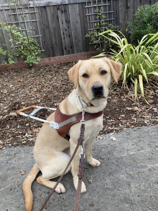 Moonlight sits looking at the camera. She is wearing her harness. Plants and a wood fence are in the background.
