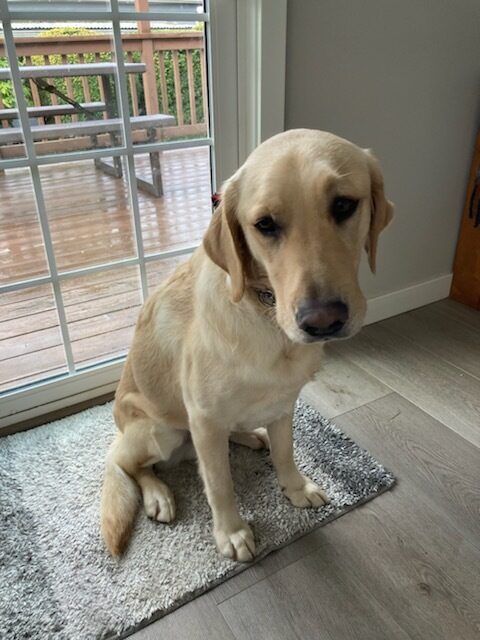 Felton, a short-coated cross, sits on a rug in hi foster care provider's home. He is looking sweetly at his foster care provider.