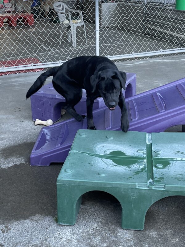 Delray plays in community run on the Oregon campus. She is climbing on some purple and green play equipment as she turns to run towards the camera.