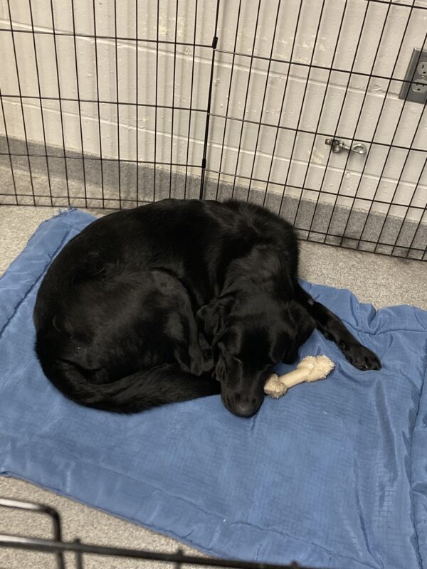 Brandy lays curled up on a blue bed, taking a nap. She's tucked herself into a neat circle, with just one foot poking out.