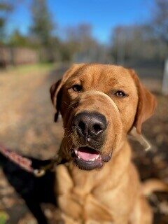 Jimmy, a yellow lab whos is reddish in color, poses for the camera on the pathway next to campus.  Jimmy is looking at the camera and has his mouth open.  Portrait mode was used so the backdrop is blurred, but you can see the path and trees.