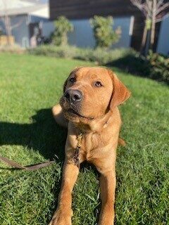 Jimmy, a yellow lab who is reddish in color, is laying on the green grass in GDB's courtyard.  His front legs are stretched out before him and he is looking upward.