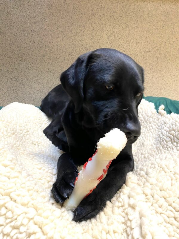 Juanita, an adorable black lab is laying on a cozy bed, she is holding a bone shaped nylabone between her paws while chewing it.