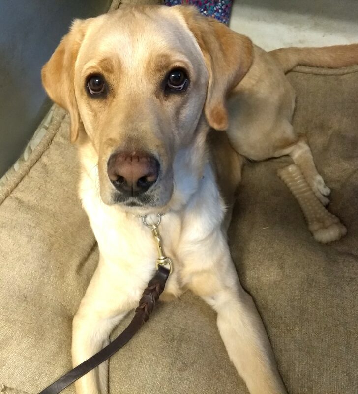 Yellow Lab Kale is laying on a doggie bed looking up at the camera.