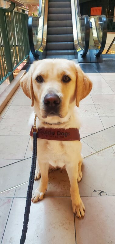 Katara sits in front of the camera wearing her harness. She is in a mall, with the escalators in the background.